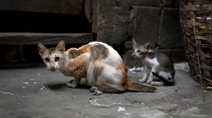 A thin calico cat and a kitten crouching on dim concrete ground beside a wicker basket.